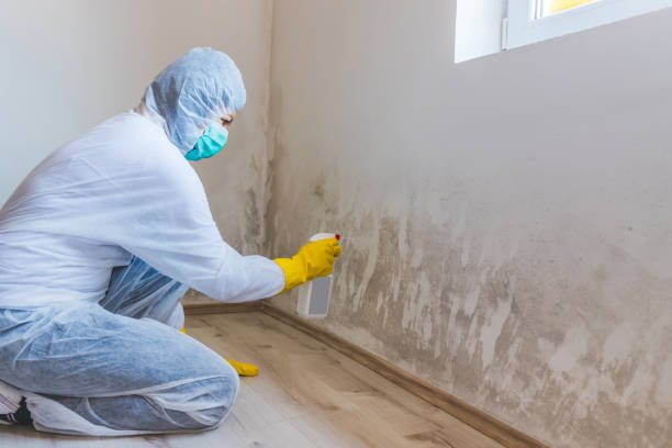 Licensed Mold Testing service in Mount Rainier, MD - WQB Mold Removal