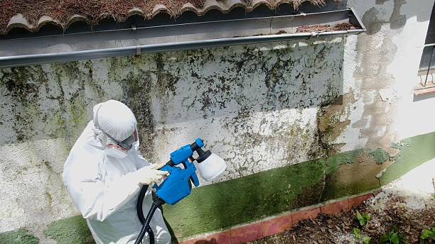 Top rated local Mold Testing specialists in Mount Rainier, MD